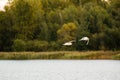 Black-headed gull Pogoria Lake Royalty Free Stock Photo